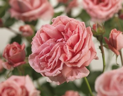 Rosa ‘Coral Dawn’ klim - grootbloemige klimroos