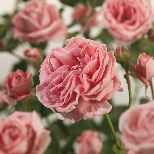 Rosa ‘Coral Dawn’ klim - grootbloemige klimroos