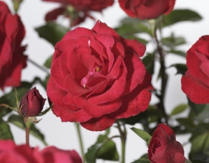 Rosa ‘Grüss an Heidelberg’ klim - klimroos