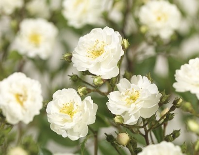 Rosa ‘Guirlande d’Amour’ rambler of liaanroos - rambler of liaanroos