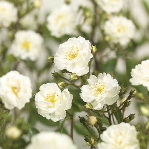 Rosa ‘Guirlande d’Amour’ rambler of liaanroos - rambler of liaanroos