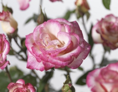 Rosa ‘Händel’ klim - klimroos