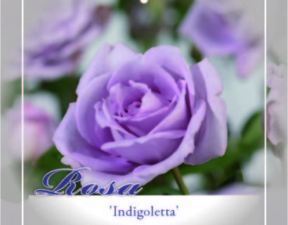 Rosa ‘Indigoletta’ klim - klimroos