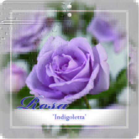 Rosa ‘Indigoletta’ klim - klimroos