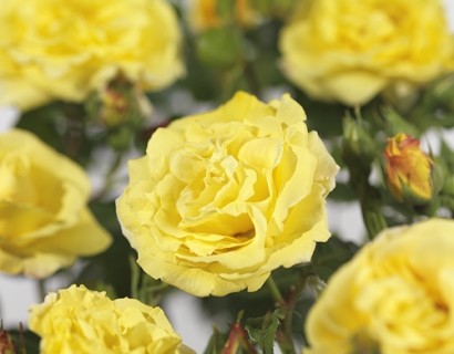 Rosa ‘Lichtkönigin Lucia’ klim - klimroos