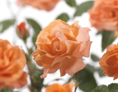 Rosa ‘Metanoia’ klim - klimroos