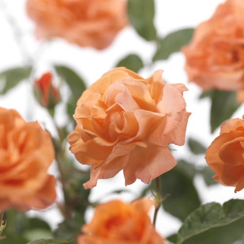 Rosa ‘Metanoia’ klim - klimroos
