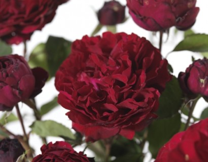 Rosa ‘Nadia Renaissance’ klim - klimroos