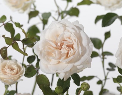 Rosa ‘Penny Lane’ klim - klimroos