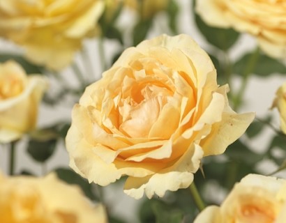 Rosa ‘Sophia Renaissance’ klim - klimroos