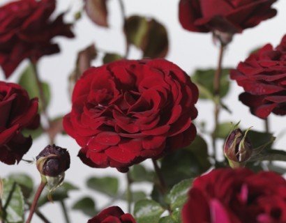Rosa ‘That’s Jazz’ klim - klimroos