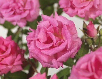 Rosa ‘Zéphirine Drouhin’ klim - Grootbloemige klimroos