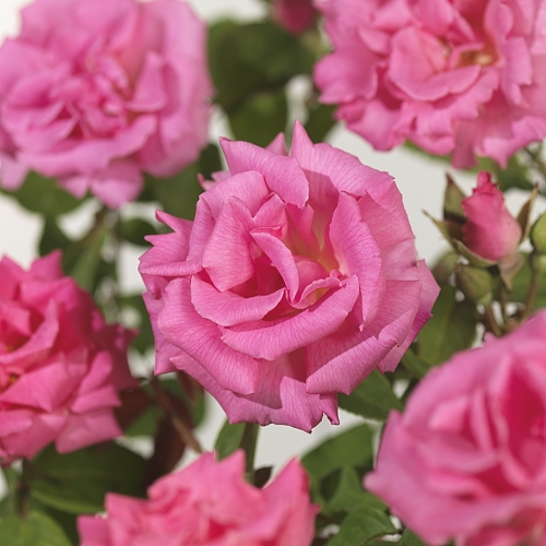 Rosa ‘Zéphirine Drouhin’ klim - Grootbloemige klimroos