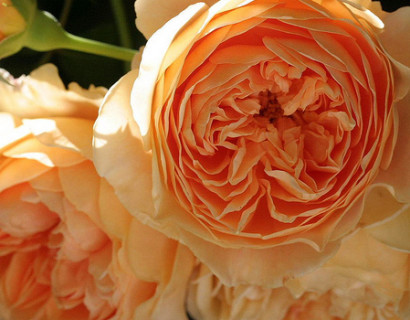 Rosa ‘Crown Princess Margareta’ - David Austin roos