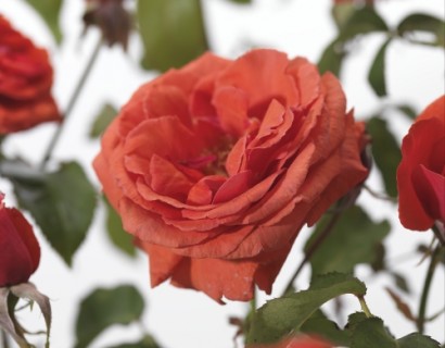 Rosa ‘Duftwolke’ - grootbloemige roos
