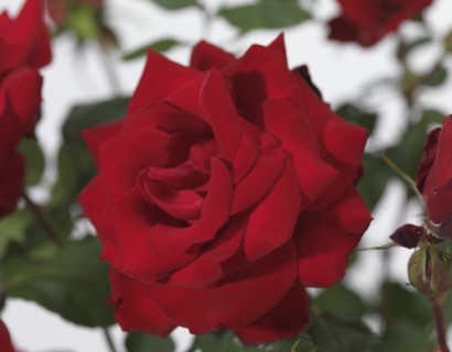 Rosa ‘Dame de Coeur’ - grootbloemige roos