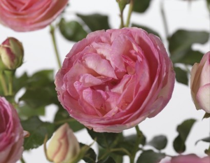Rosa ‘Eden Rose’ - grootbloemige Meilland roos