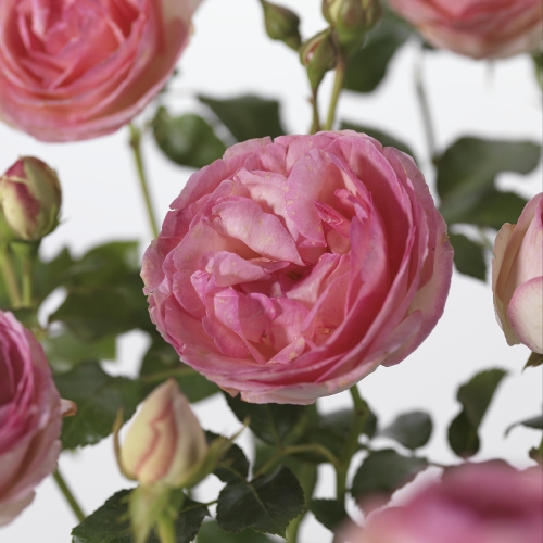 Rosa ‘Eden Rose’ - grootbloemige Meilland roos