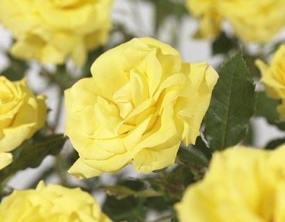 Rosa ‘Friesia’