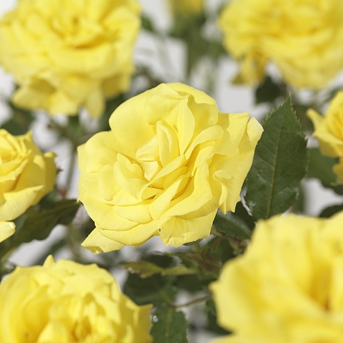 Rosa ‘Friesia’ - tros-heesterroos