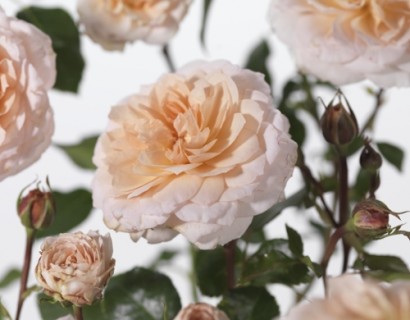 Rosa ‘Glamis Castle’ - David Austin roos