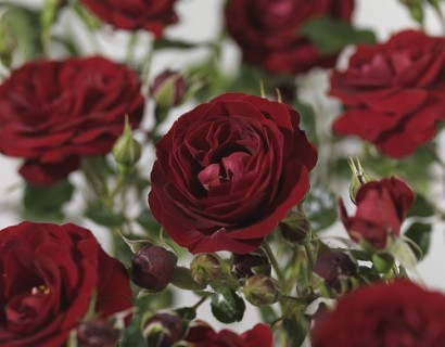 Rosa ‘Grand Palace’ - tros-heesterroos