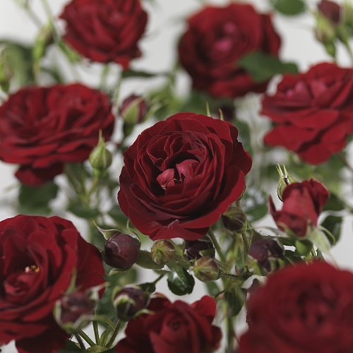 Rosa ‘Grand Palace’ stam - stamroos