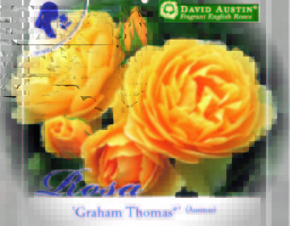 Rosa ‘Graham Thomas’ - David Austin roos