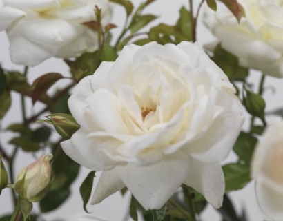 Rosa ‘Helga’ - tros-heesterroos