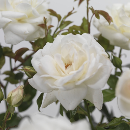 Rosa ‘Helga’ - tros-heesterroos