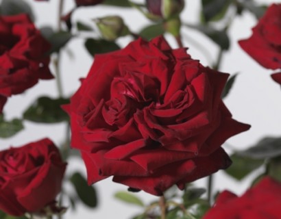 Rosa ‘Ingrid Bergman’ - grootbloemige roos