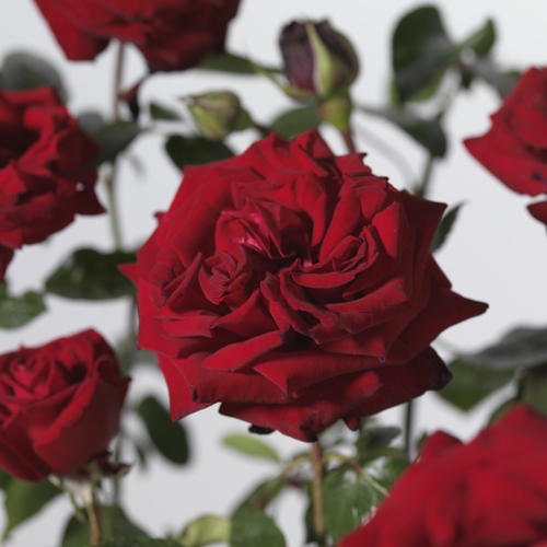 Rosa ‘Ingrid Bergman’ - grootbloemige roos