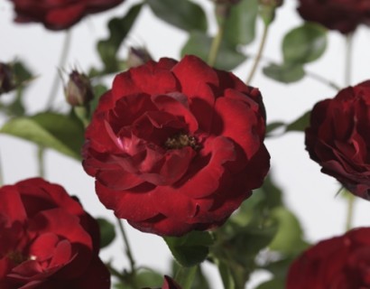 Rosa ‘Lilli Marleen’ stam - stamroos
