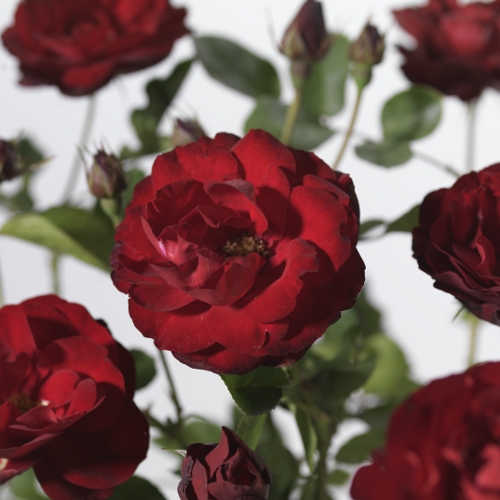 Rosa ‘Lilli Marleen’ stam - stamroos