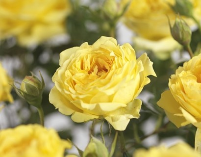 Rosa ‘Marselisborg’ stam - stamroos