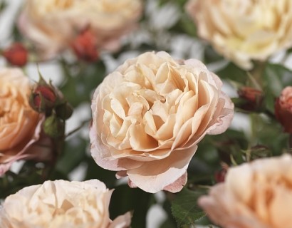 Rosa ‘Marie Curie’ - Meilland roos