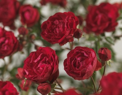 Rosa ‘Morsdag’ - kosterroos