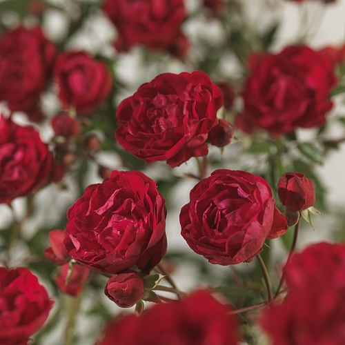 Rosa ‘Morsdag’ - kosterroos
