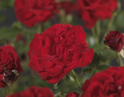 Rosa ‘Nina Weibull’ - trosroos