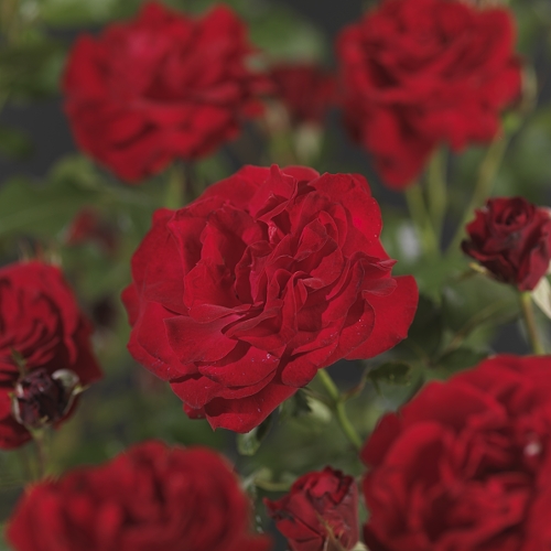 Rosa ‘Nina Weibull’ - trosroos