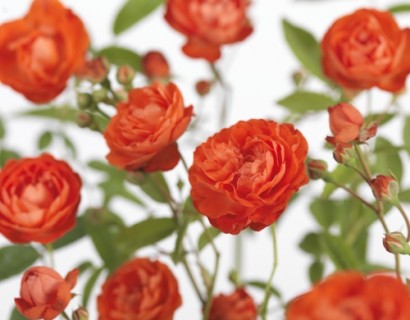 Rosa ‘Orange Morsdag’ - kosterroos