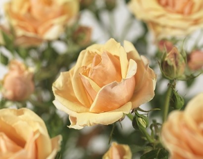 Rosa ‘Olympic Palace’ - roos