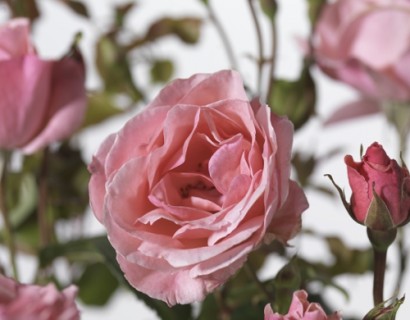 Rosa ‘Queen Elisabeth’ - tros-heesterroos