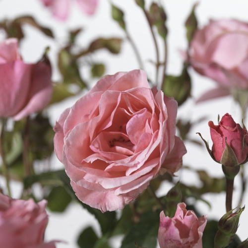 Rosa ‘Queen Elisabeth’ - tros-heesterroos