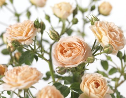 Rosa ‘Sweet Dream’ - tros-heesterroos