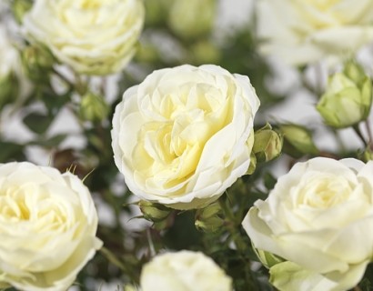 Rosa ‘Summer Palace’ - tros-heesterroos