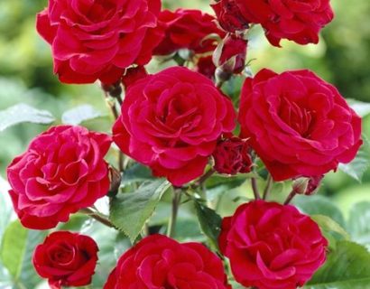 Rosa ‘Stromboli’ - Roos