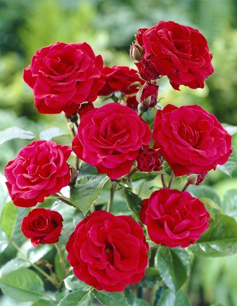 Rosa ‘Stromboli’ - Roos