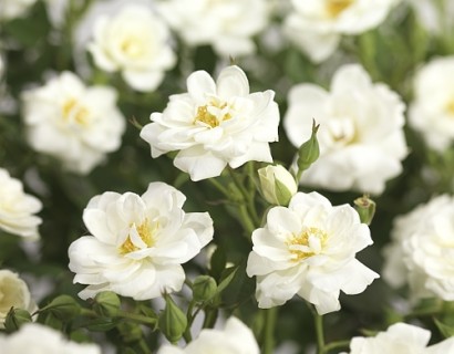 Rosa ‘Swany’ - Meilland roos