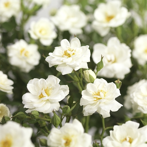 Rosa ‘Swany’ - Meilland roos